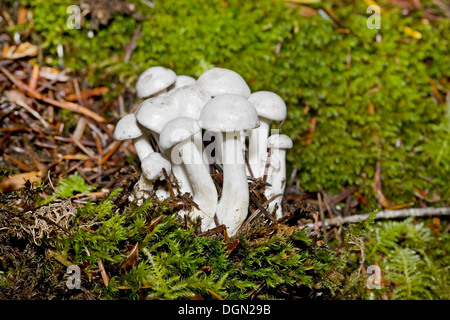 Un stand de Cortinarius blanc champignons sauvages dans les forêts du nord-ouest du Pacifique Banque D'Images