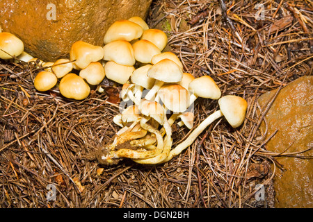 Pholiota spumosa, champignons sauvages poussant dans la chaîne des Cascades en Oregon Banque D'Images