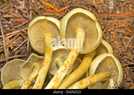 Pholiota spumosa, champignons sauvages poussant dans la chaîne des Cascades en Oregon Banque D'Images
