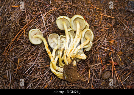 Pholiota spumosa, champignons sauvages poussant dans la chaîne des Cascades en Oregon Banque D'Images