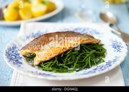 Loup de mer sur lit de samphire Banque D'Images