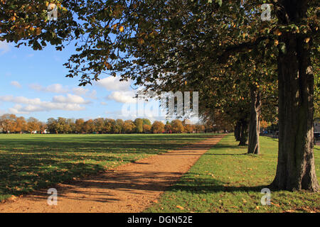 Hampton Court, SW London, UK. 23 octobre 2013. Un après-midi d'automne glorieux à Hampton Court et le long de la route, les feuilles des arbres tournent au marron doré. Credit : Jubilé Images/Alamy Live News Banque D'Images