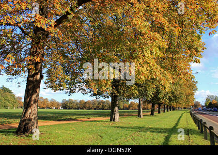 Hampton Court, SW London, UK. 23 octobre 2013. Un après-midi d'automne glorieux à Hampton Court et le long de la route, les feuilles des arbres tournent au marron doré. Banque D'Images