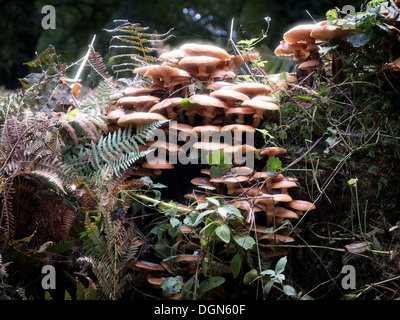 Un cluster de miel champignon poussant à partir d'un arbre tombé Banque D'Images