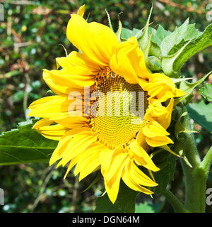 Une fleur jaune tournesol semé avec ouverture de la tête dans un jardin de Cheshire England Royaume-Uni UK Banque D'Images