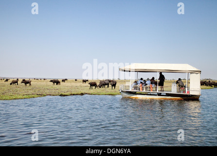 Les touristes sur une croisière sur la rivière Chobe safari regarder un troupeau de bisons, Chobe National Park, Botswana Afrique Banque D'Images