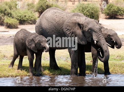 Trois éléphants africains d'alcool et de la rivière Chobe, Chobe National park, Botswana, Africa Banque D'Images