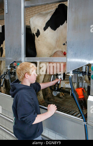 Gelsenkirchen, Allemagne, un Schuelerpraktikant au vaches dans la salle de traite Banque D'Images