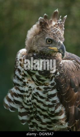 Aigle couronné, Close up de la tête et des ailes Banque D'Images