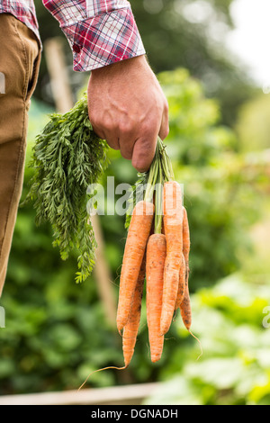 Man holding bunch of organic carrots close up Banque D'Images