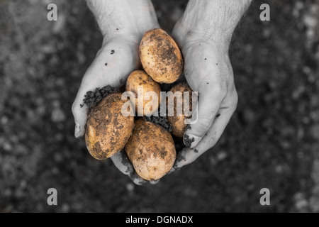Présenter les pommes de terre fraîchement creusé les mains Banque D'Images