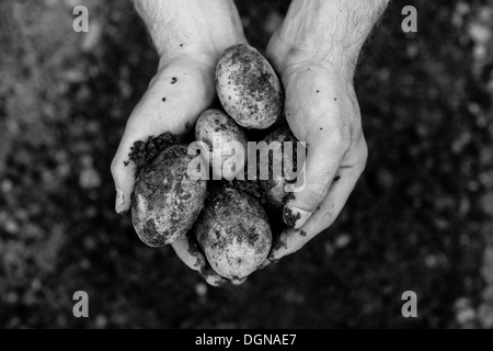 Les pommes de terre fraîchement creusé mains montrant Banque D'Images