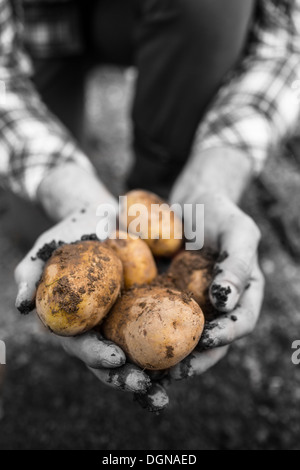 Les agriculteurs de pommes de terre fraîchement creusé mains montrant Banque D'Images