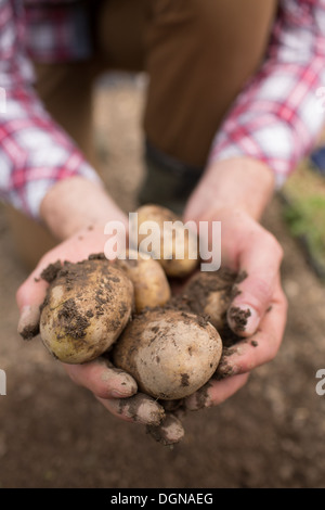Les pommes de terre fraîchement creusé agriculteur montrant Banque D'Images