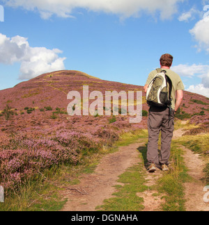 Homme de race blanche Walker marche en montée à Eildon Hill North, Eildon Hills, Borders, Scotland, UK PUBLIÉ MODÈLE Banque D'Images