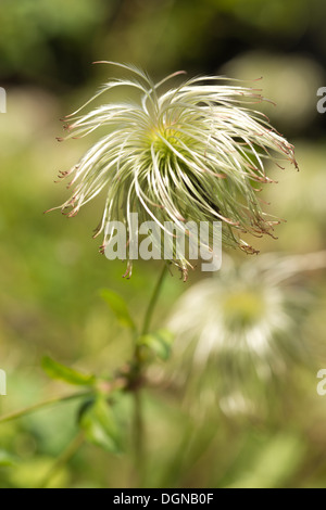 Clématite grimpante attrayante filandreux fluffy soft graines duveteuses fine thread la dispersion par le vent Banque D'Images