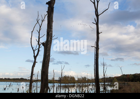 Vol d'oies au cours de Peel' au cours de l'automne aux Pays-Bas Banque D'Images