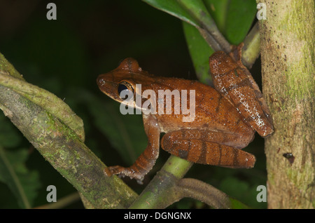 Un Bromélia rainette versicolore (Osteocephalus planiceps) perché dans la végétation de la forêt amazonienne dans la région de Loreto, au Pérou. Banque D'Images