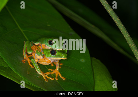 Une paire de singe interdit les grenouilles (Phyllomedusa tomopterna) en amplexus sur une feuille dans la nuit dans la forêt amazonienne au Pérou. Banque D'Images