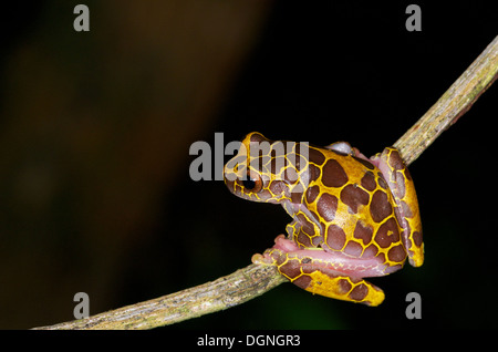 Une phase 'girafe' Clown rainette versicolore (Dendropsophus leucophyllatus) perché sur une brindille dans la forêt amazonienne à Loreto, le Pérou. Banque D'Images