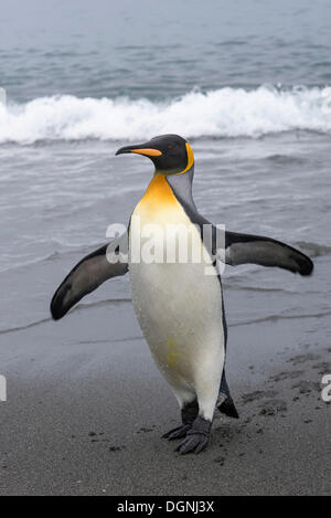 Manchot royal (Aptenodytes patagonicus), Penguin humide marche sur la plage, la plaine de Salisbury, la Géorgie du Sud Banque D'Images