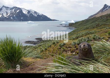 Argentina (Arctocephalus gazella), les jeunes, dans l'herbe tussock, Fortuna Bay, Géorgie du Sud et les îles Sandwich du Sud Banque D'Images