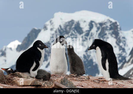 Les manchots Adélie (Pygoscelis adeliae), parents avec les poussins debout devant des paysages de montagne, l'Île Petermann Banque D'Images