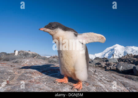 Gentoo pingouin (Pygoscelis papua), chick avec plumage duveteux, Jougla Point, Port Lockroy, Péninsule Antarctique, l'Antarctique Banque D'Images