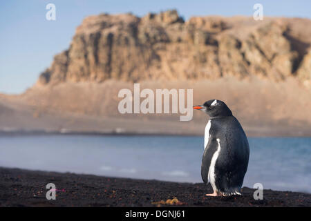 Gentoo pingouin (Pygoscelis papua), la baie des baleiniers, Deception Island, Îles Shetland du Sud, Péninsule Antarctique, l'Antarctique Banque D'Images