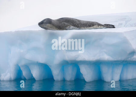 Hydrurga leptonyx léopard (joint) allongé sur un iceberg, Pléneau Bay, péninsule Antarctique, l'Antarctique Banque D'Images