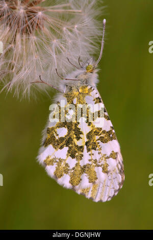 Astuce Orange (Anthocharis cardamines), femme perchée sur la tête de semences d'un pissenlit (Taraxacum officinale) Astuce Orange (Anthocharis cardamines), femme perchée sur la tête de semences d'un pissenlit (Taraxacum officinale)