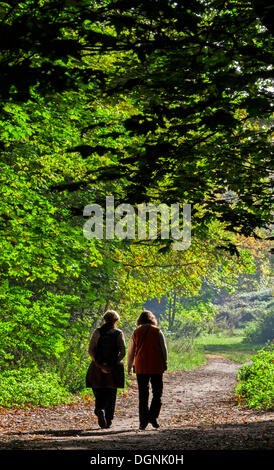 Deux femmes de prendre une marche dans la forêt en temps d'automne ensoleillé, Berlin Banque D'Images