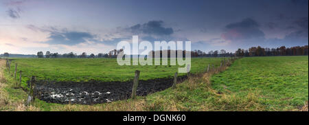 Dans Schneeren pâturage vache, région du lac Steinhude, Basse-Saxe Banque D'Images