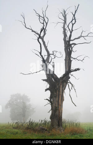 Chêne solitaire dans la brume du matin, au milieu de la Réserve de biosphère de l'Elbe près de Dessau, la Saxe-Anhalt Banque D'Images