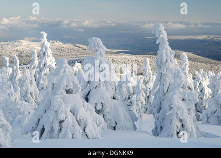 Paysage d'hiver sur la montagne Brocken Harz (Saxe-Anhalt), Banque D'Images