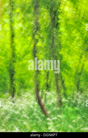 Ramsons ou l'ail des ours (Allium ursinum), la floraison, la représentation abstraite de la plaine de Leipzig, Saxe, forêt Banque D'Images