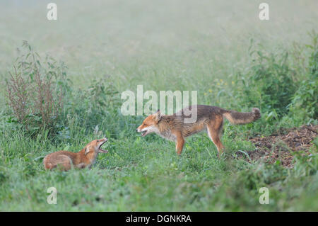 Le renard roux (Vulpes vulpes), renardeau jouer avec parent, près de Leipzig, Saxe Banque D'Images