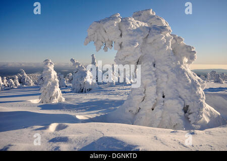Les pins couverts de neige sur la montagne Brocken Harz (Saxe-Anhalt), Banque D'Images