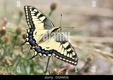 Ancien monde Swallowtail Butterfly (Papilio machaon), Rana, République Tchèque, Europe Banque D'Images