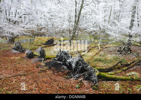 Arbres couverts de neige dans une tourbière dans le Parc National de Jasmund, Rügen, Mecklembourg-Poméranie-Occidentale Banque D'Images