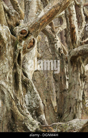 Arbres de la forêt des fantômes de Nienhagen, Rügen, Mecklembourg-Poméranie-Occidentale Banque D'Images