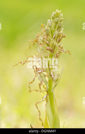 (Himantoglossum hircinum), près de l'Iéna, Thuringe Banque D'Images