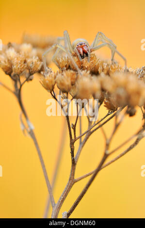 Sac jaune Cheiracanthium punctorium (araignée), près de Boxberg, Saxe Banque D'Images