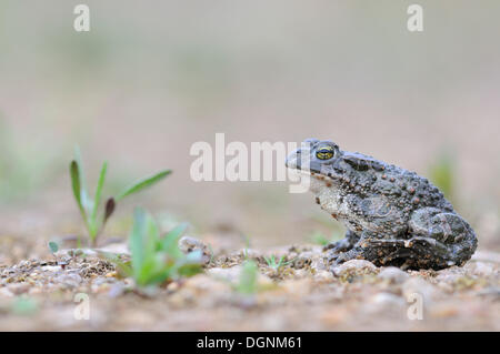 Crapaud vert (Bufo viridis) complexes, dans une carrière de gravier près de Leipzig Banque D'Images