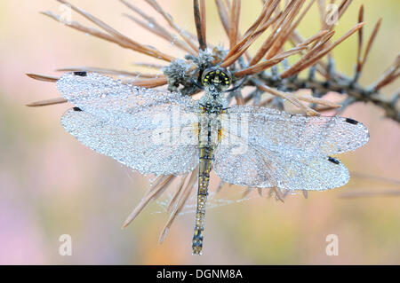 Dard noir (Sympetrum danae) libellule, Lusace inférieur Heath Nature Park, Brandebourg Banque D'Images