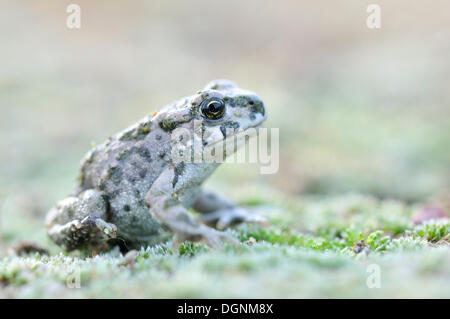 Les juvéniles Crapaud vert (Bufo viridis) complexes dans une carrière de gravier près de Leipzig, Saxe Banque D'Images