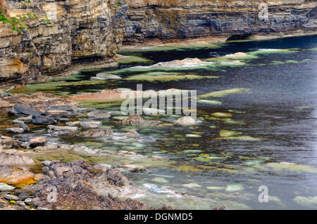 Les roches des falaises côtières envahi par les algues et les algues, Schottland, John O' Groats, Highlands, Ecosse, Royaume-Uni Banque D'Images