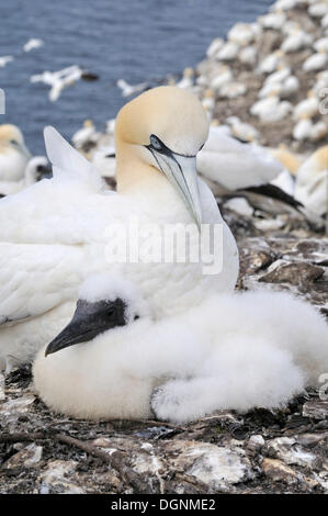 Fou de Bassan (Morus bassanus) avec un jeune oiseau dans une colonie de reproduction, basse rock, Dunbar, Ecosse, Royaume-Uni Banque D'Images