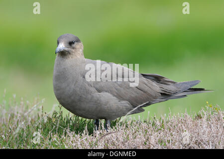 Parasitic Jaeger ou Labbe parasite (Stercorarius parasiticus), l'île de Handa, Ecosse, Royaume-Uni Banque D'Images