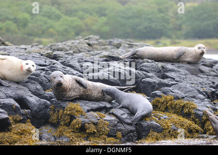 Le phoque commun (Phoca vitulina) sur des rochers à marée basse, Dunvegan, Isle of Skye, Scotland, United Kingdom Banque D'Images